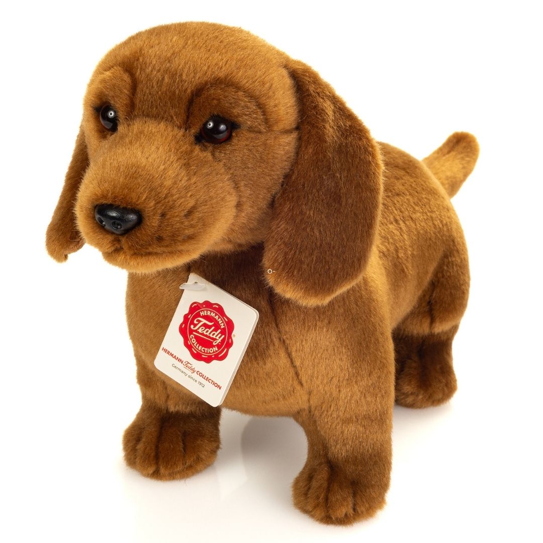 brun gravhund bamse med brune øjne. Blød flot bamsehund, ligner ægte gravhund.