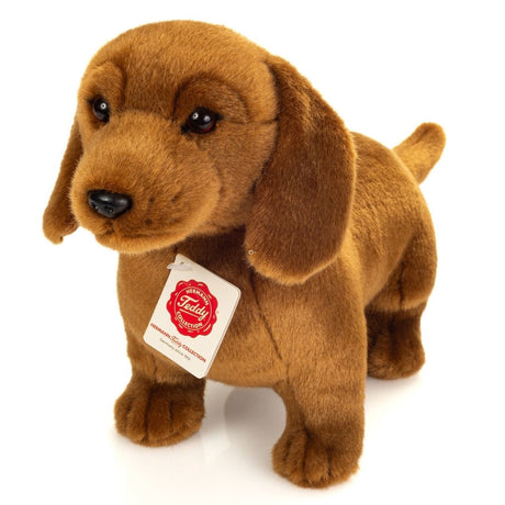 brun gravhund bamse med brune øjne. Blød flot bamsehund, ligner ægte gravhund.