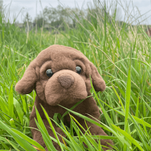 Sød labrador bamse i brun fra Teddy Hermann, stående i grønt græs, klar til kram.