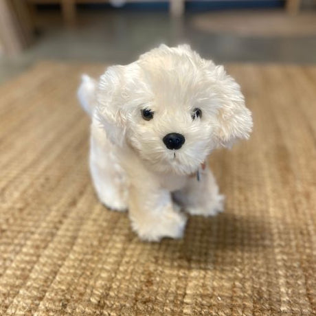 malteser bamse, hvid bichon hund måler 23 cm, står klar til leg og kram