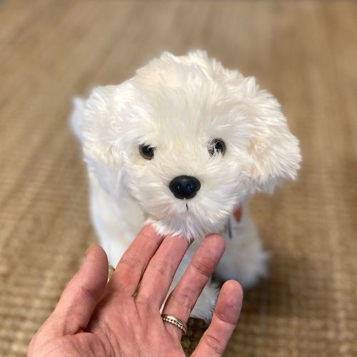 malteser bamse, hvid bichon hund måler 23 cm, set tæt på  klar til leg 